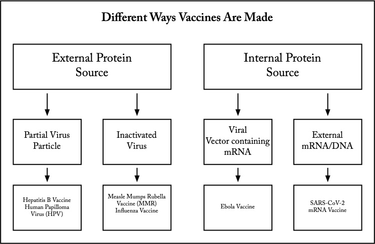 1. How Vaccines Are Made